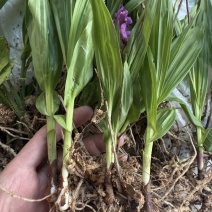 白芨种苗白芨苗紫花三叉白芨苗白芨苗子