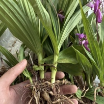 白芨苗白芨种苗白芨驯化苗紫花三叉大白芨