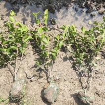 茶梅裸根树型矮小，为常绿灌木，形态兼具茶花和梅花的特色