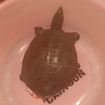 甲鱼