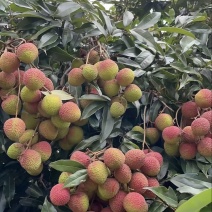 妃子笑荔枝