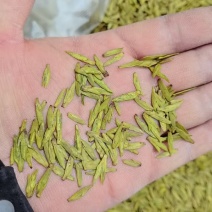 甘肃省陇南市文县碧口镇龙井43号茶叶