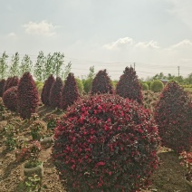江苏红花继木球柱子规格齐全苗圃直销基地直发冠幅50-2米