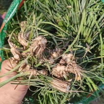 细叶麦冬苗绿化草玉龙草大量供货产地直销