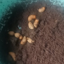 竹笋虫