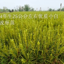 白皮松杯苗