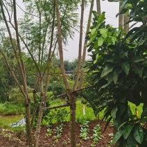 几十棵蓝花楹树低价处理，需要的联系
