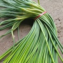 蒜薹