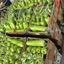 精品瓠瓜.自产自销.每日2000-5000斤.现现