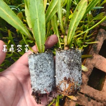 南非公主花可用于园林，园艺，绿化工程等
