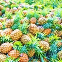 金钻凤梨