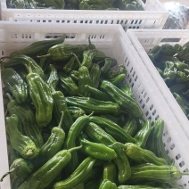 鲜泡椒