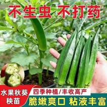 水果秋葵苗根系发达叶片肥厚苗厂直发一代杂交品种黄秋葵苗