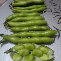 汉中蚕豆，胡豆大量上市，质优价廉物美，产地直发要的联系…