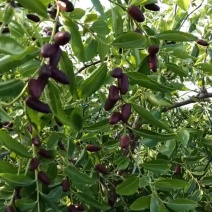 胎里红枣树