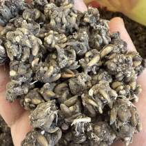 黄皮野生精选猫爪草颗粒