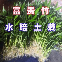 富贵竹
