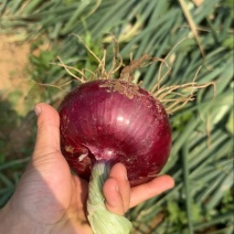 精品新鲜紫皮洋葱现摘现发一手货源品质保障量大可优