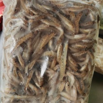 趴地虎鱼（狗母鱼），3一4公分，冰冻袋子装好