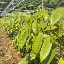 猫山王榴莲树苗泰国金枕海南白沙现货嫁接壮苗早结果