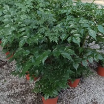 优质幸福树！货源充足，基地直发，量大从优