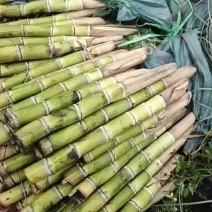 青皮甘蔗种茎苗广东粤翠一代脱毒种茎苗粗度3-4厘米
