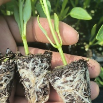 各种蔬菜苗