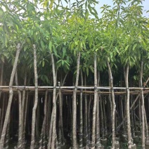 芒果3-15分，基地直销，一手货源，各种规格，大量低价出售