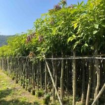 芒果树3-15分，基地直销，一手货源，大量低价出售