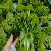 树仔菜