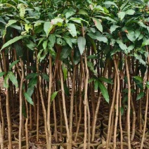 芒果果苗1-20分，基地直销，一手货源，大量低价出售