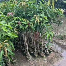 芒果水果苗1-25分，基地直销，一手货源，大量现货，欢迎选购