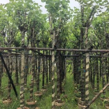 宫粉紫荆骨架8-20分，基地直销，一手货源，大量低价出售