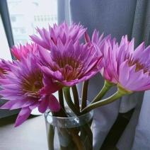 精品睡莲切花批发多色现货花苞饱满花期长基地直供