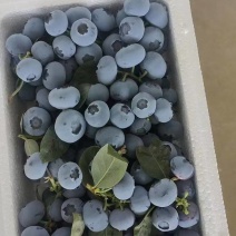 蓝莓价格蓝莓批发蓝莓种植基地品种多口感香甜货源充足
