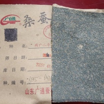 蚕种蚕卵蚕蛋12万颗卵抗脓抗僵种场直发稳定性好良种