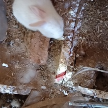 散养兔子，纯草喂养，肉质紧实，口感**，月产量100只