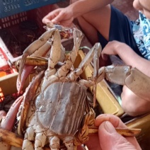 缅甸青蟹昆明直批，每天价格变动