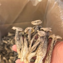 鹿茸菇干货批发特价大量到货价格美丽质量好批发零售