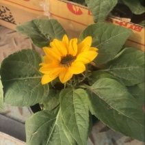 向日葵！花苞多，价格优惠，基地直发！
