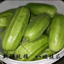 头茬八棱脆瓜