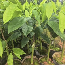 奇楠沉香罗门黑棋广东茂名基地直发欢迎选购量大价格优惠