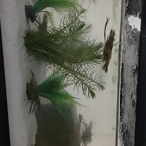 陶辛草虾