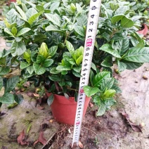 桅子花160