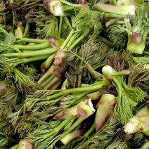 新鲜刺嫩芽，