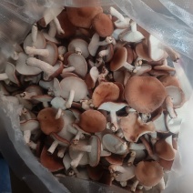 云南高山小香菇