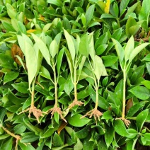 非洲茉莉15-25高，基地直销，一手货源，各种规格，大量出售