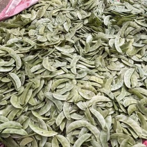 浙江金华扁豆，绿扁豆，紫扁豆大量现货供应价格实惠供应全国