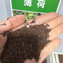 薄荷种子