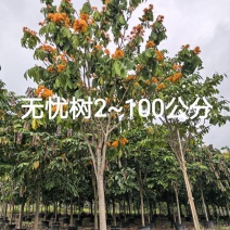 无忧树2~100公分大量出售